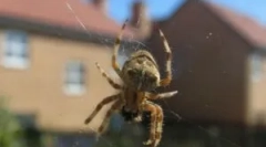 Metode și instrumente, cum să scapi de păianjeni